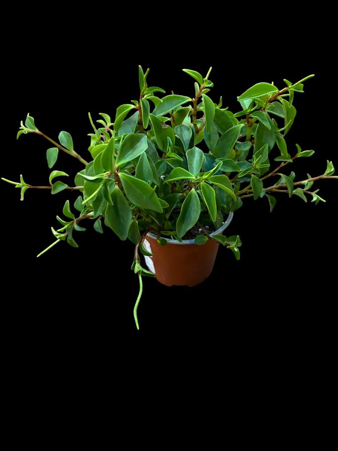 Peperomia Pereskiifolia