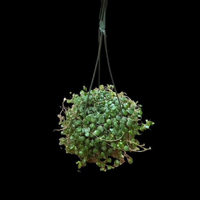 Peperomia Pepperspot