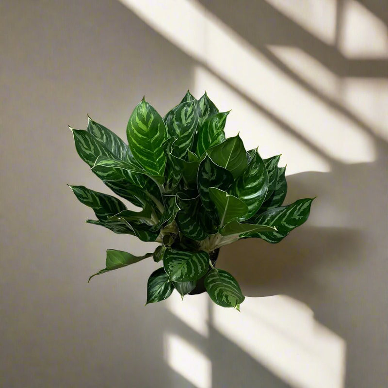 aglaonema black dragon Aglaonema Legacy