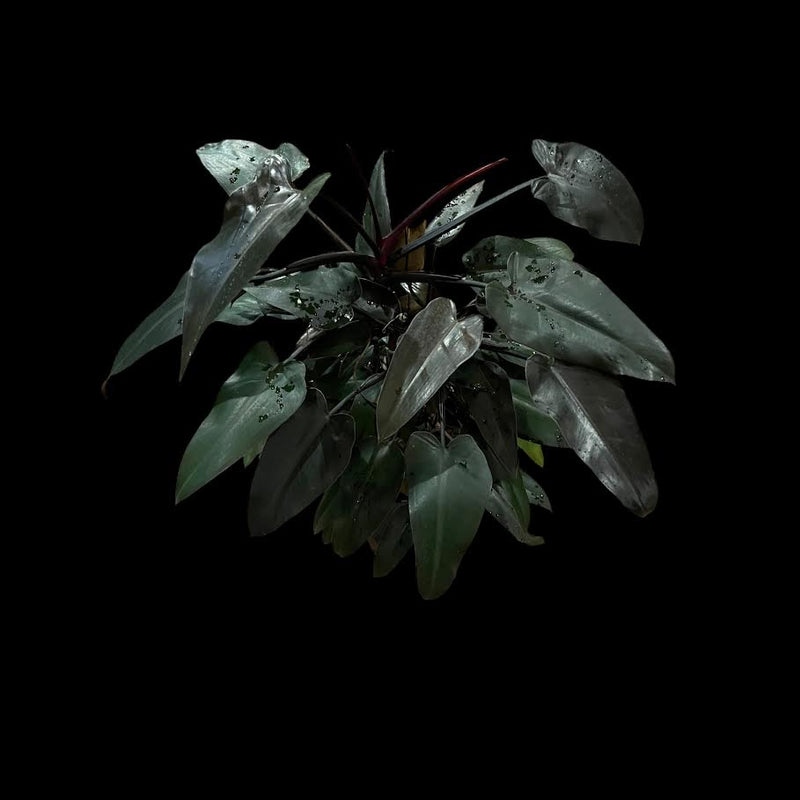 philodendron black jack Philodendron Black Majesty – Jordan's Jungle