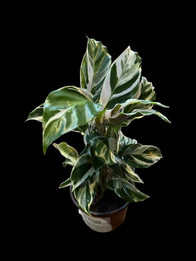 Calathea 'White Fusion'