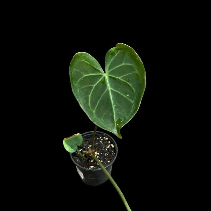 Anthurium Pterodactyl