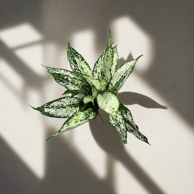 Aglaonema Wintry Winehouse