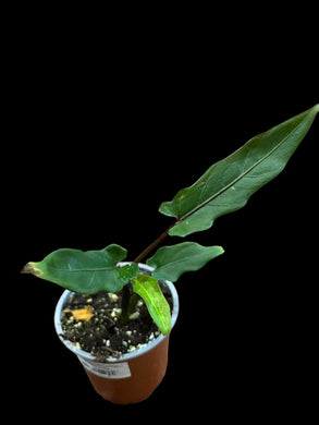 Alocasia Lauterbachiana