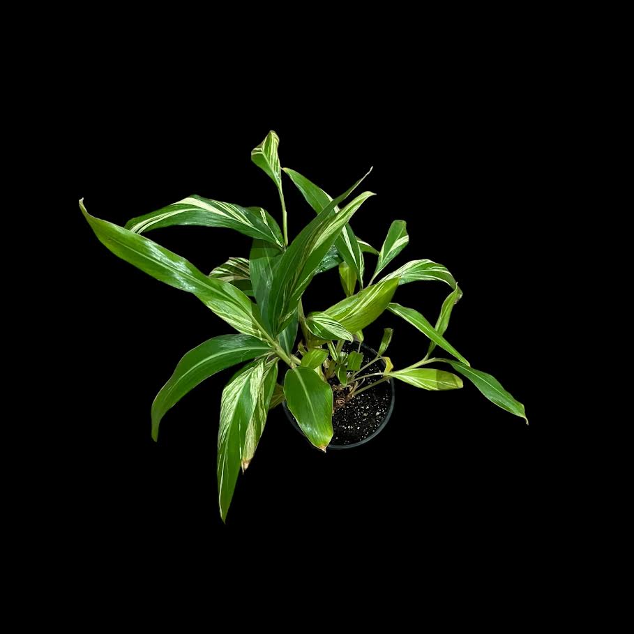 Alpinia Variegated Ginger