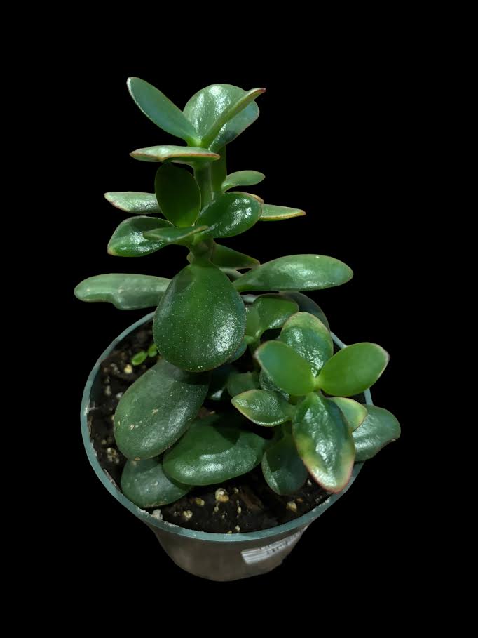 Crassula Sunset Jade