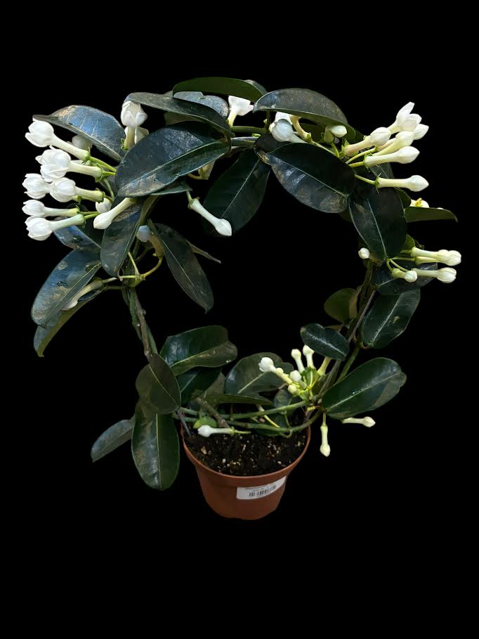 Stephanotis Jamsine – Jordan's Jungle