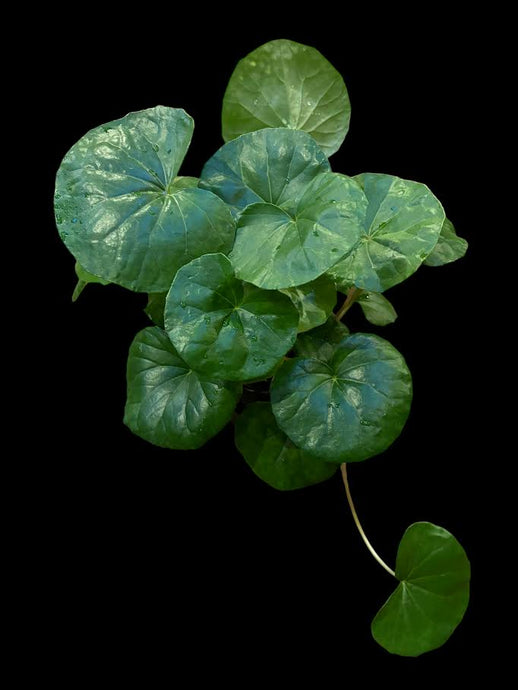 Ligularia Dentata Reniformis (Tractor Seat)