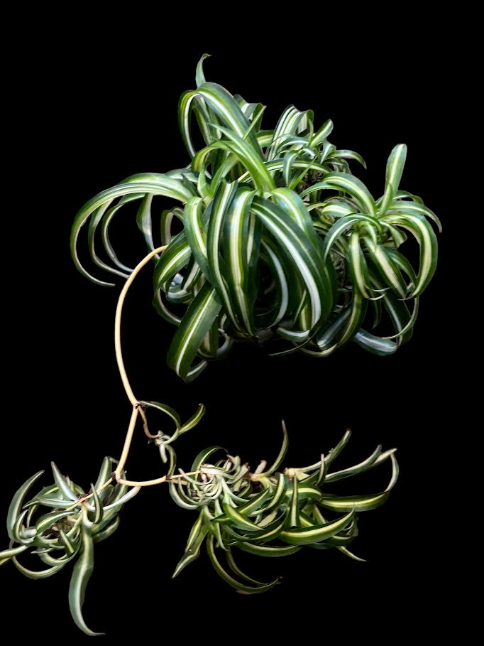 spider bonnie plant Wekiva Foliage Bonnie Spider Plant Hanging Basket-Live Plant in a 6 in. Hanging Basket-Chlorophytum Comosum 'Bonnie'-Houseplant