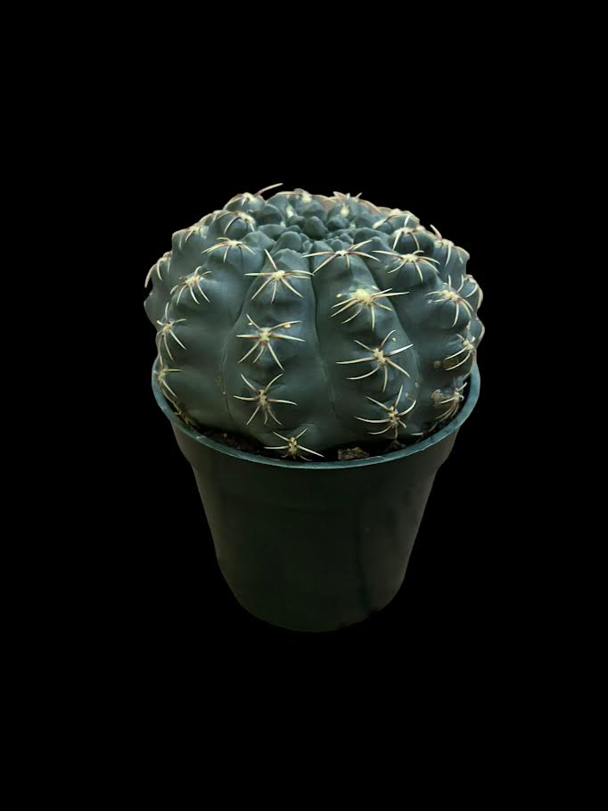 Gymnocalycium baldianum (Dwarf Chin Cactus)