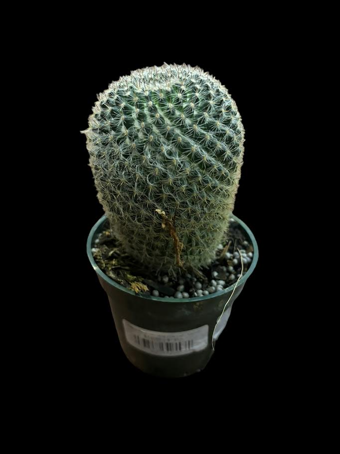 Mammillaria hahniana (Old Lady Cactus)
