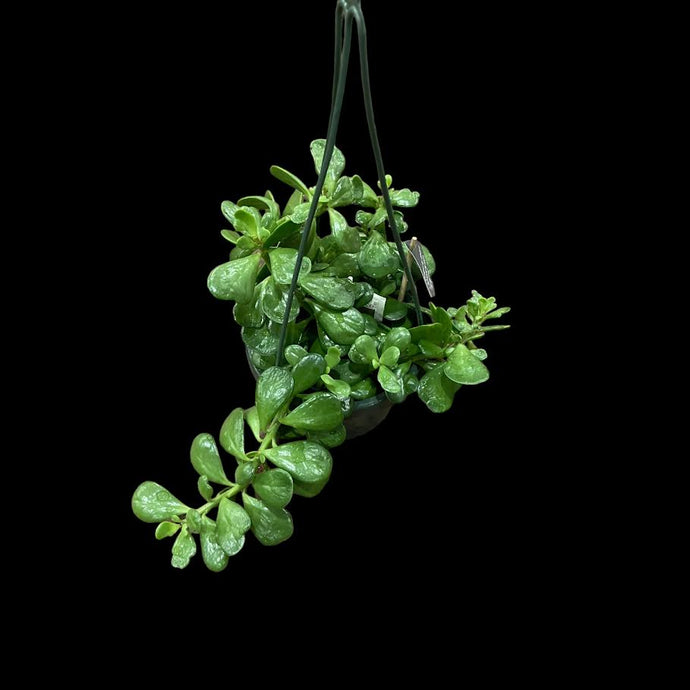 Senecio Jacobsenii (Trailing Jade)