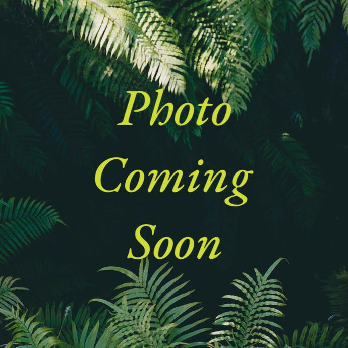 Selaginella uncinata (Peacock Moss)