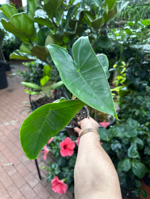 Alocasia zebrina