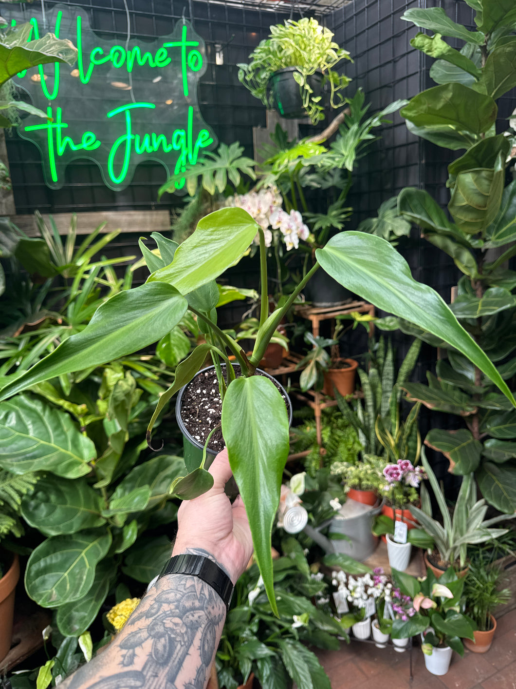 Monstera Burle Marx Flame