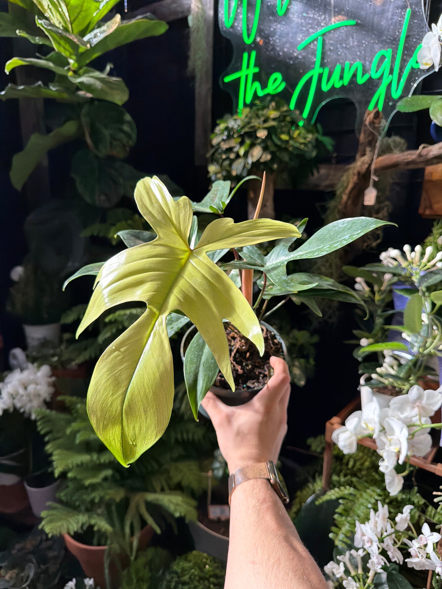 Philodendron Florida Ghost - Thumbnail 2