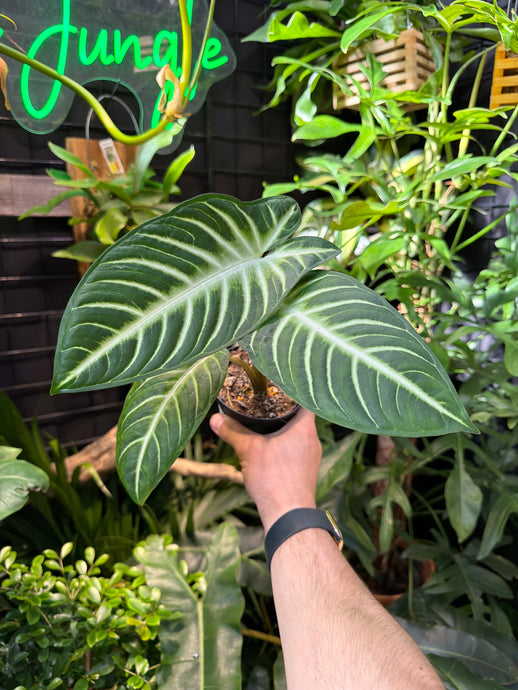Xanthosoma Lindenii Magnificum
