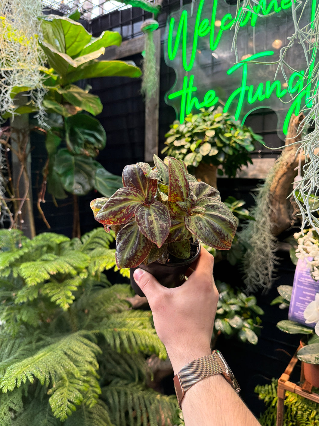 Sonerila sinovietnamica