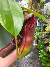 Nepenthes (ampullaria X mirabilis) X dubia (Large)