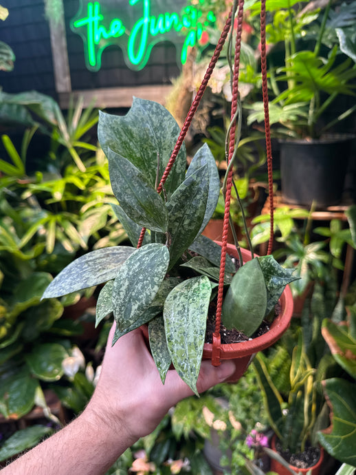 Hoya latifolia 'Rangsan'