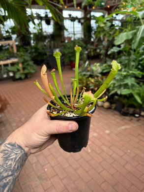 Sarracenia Farnhamii hybrid