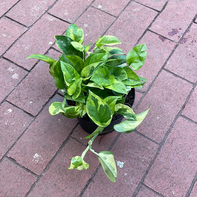 Epipremnum Lemon Meringue