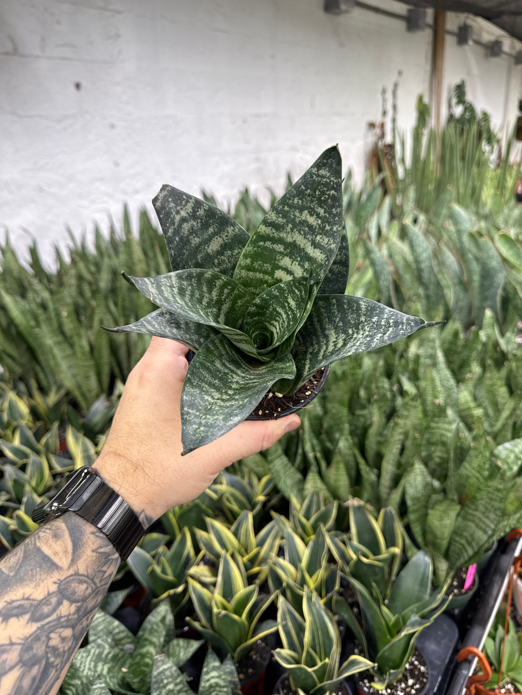 sansevieria sunpower Sansevieria ‘Sunpower’ Green
