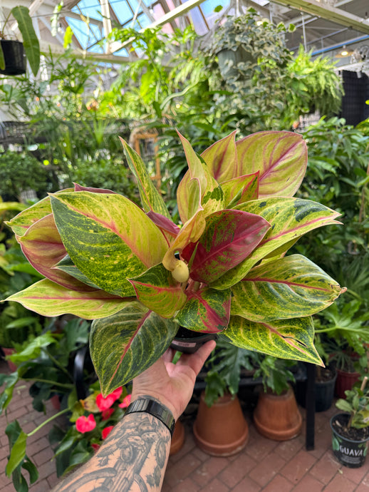 Aglaonema 'Golden Papaya'