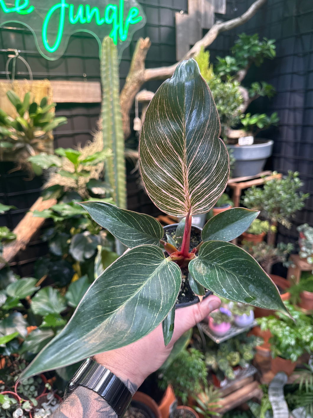 philodendron birkin with red congo variegated Philodendron Birkin 'Pink'