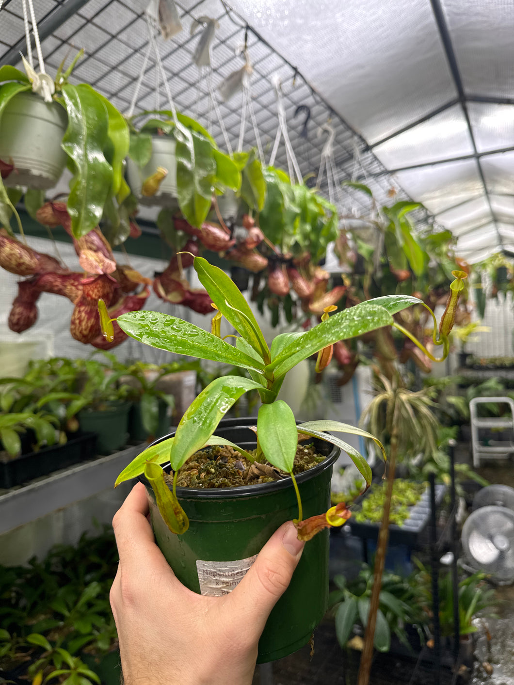 Nepenthes ramispina x reinwardtiana (Large) – Jordan's Jungle