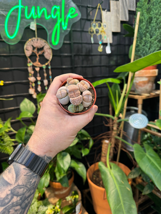 Lithops (Living Stones)