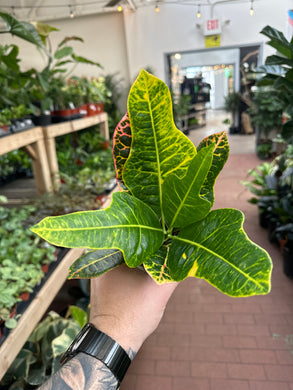 Croton 'Excellent'