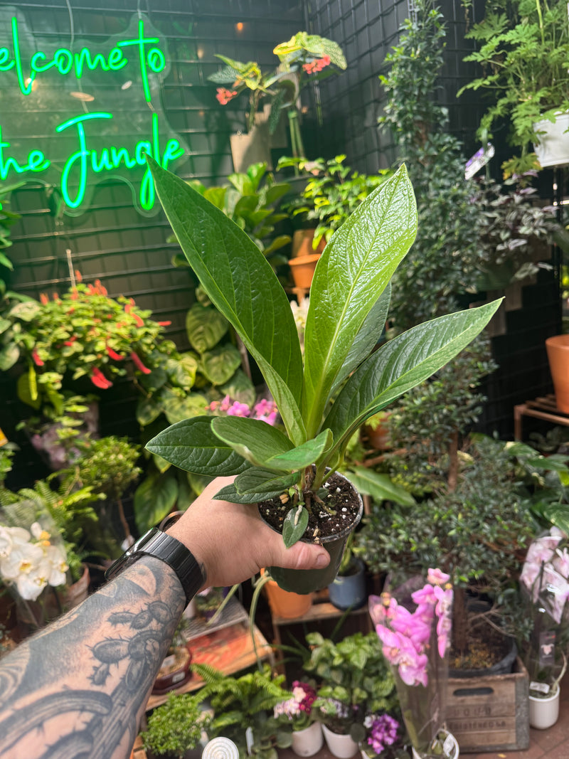 anthurium bonplandii subsp guyanum Anthurium bonplandii ssp. Guayanum 'Cobra' – Jordan's Jungle
