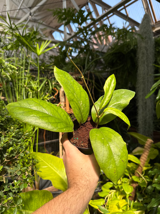 Hoya vitellinoides
