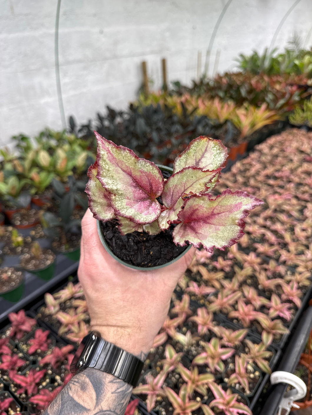 Begonia Rex 'Spitfire King'