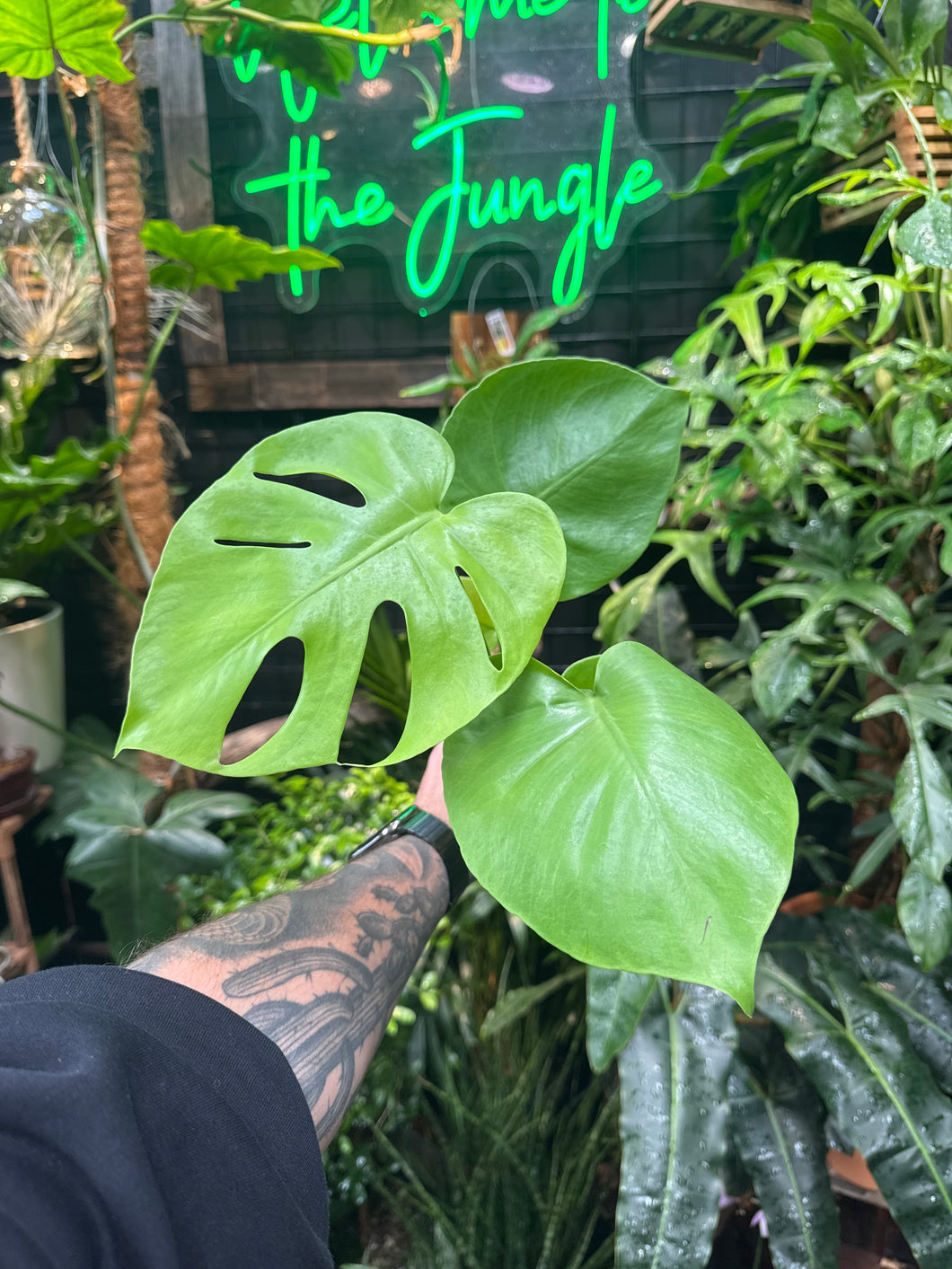 Monstera Deliciosa 'Lemon Lime'