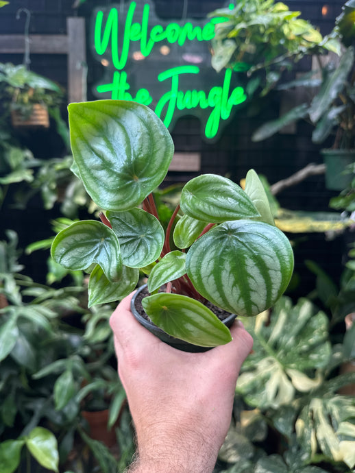 Peperomia 'Costa Rica'
