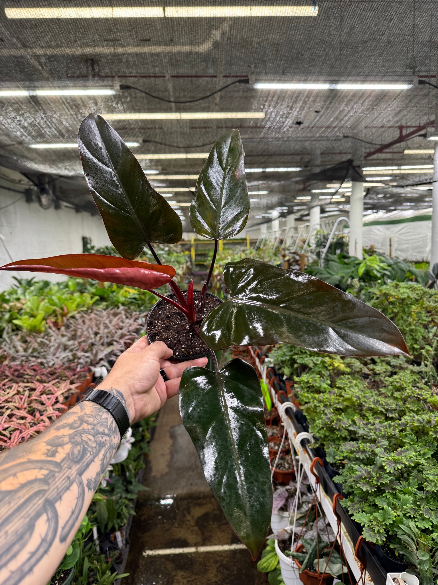 Philodendron ‘Dark Lord’ - Thumbnail 2