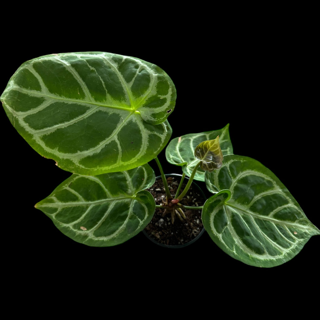 anthurium jungle hybrid Anthurium Crystallinum Silver – Jordan's Jungle