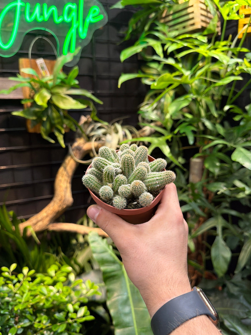 Peanut Cactus
