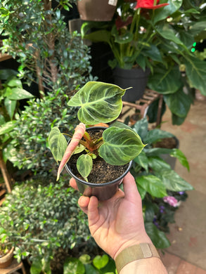 Philodendron El Choco Red