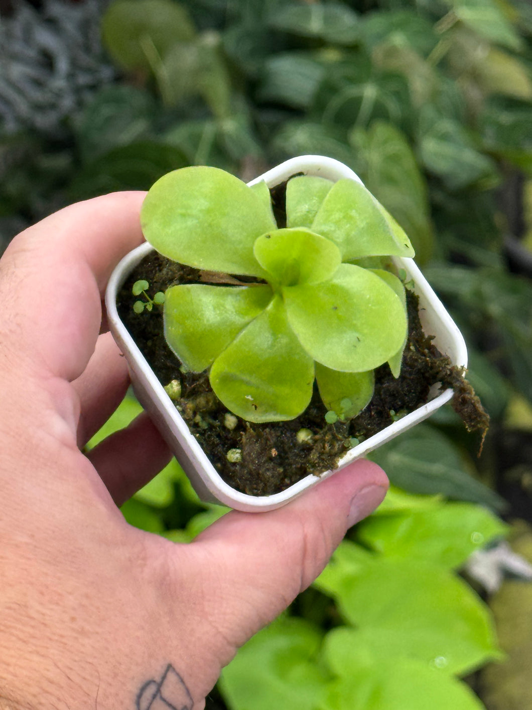 Pinguicula agnata 'Ekuma'