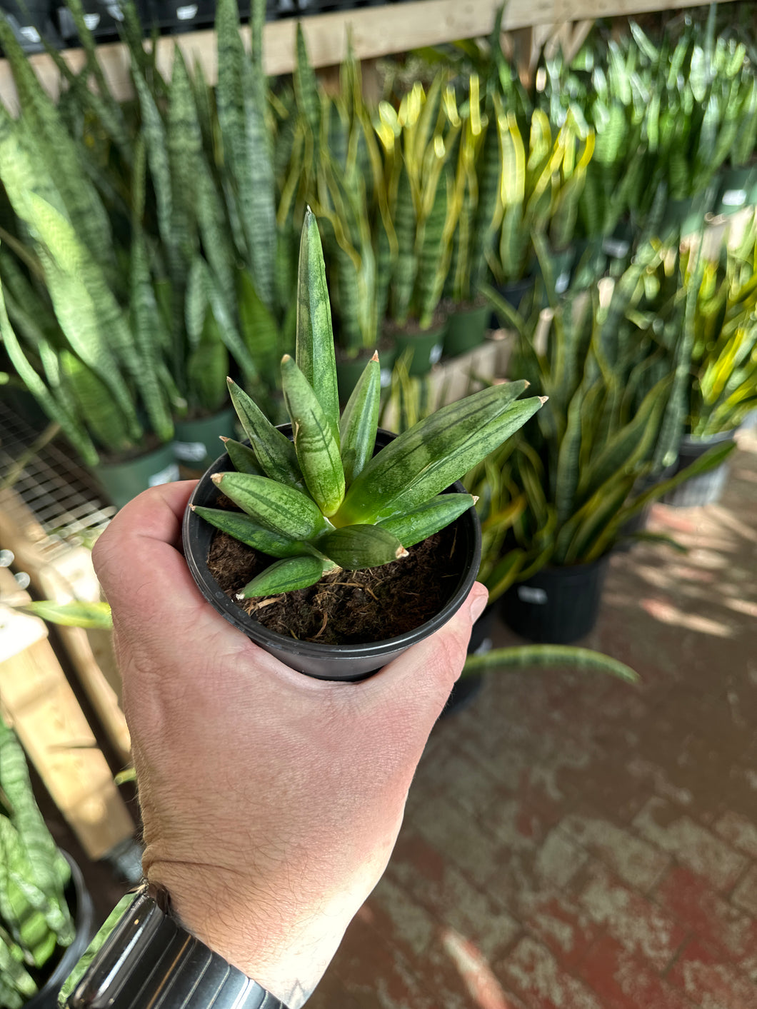 Sansevieria 'Hedgehog'