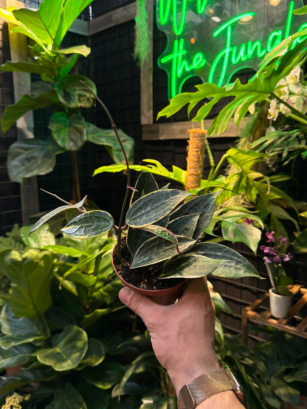Hoya Macrophylla variegata