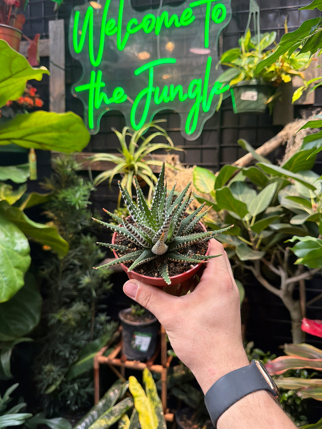 Haworthia 'Super White'