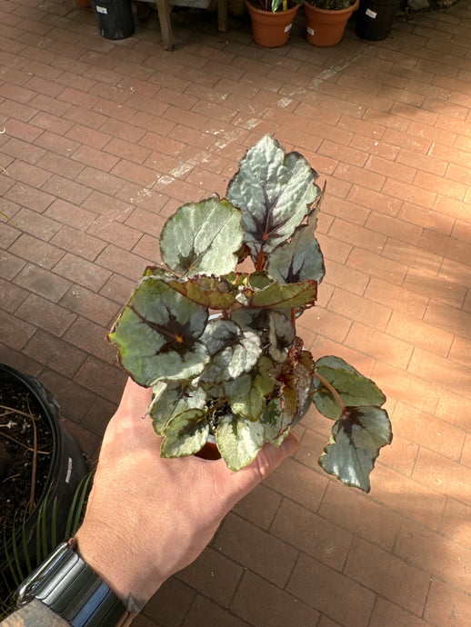 Begonia Rex 'Raindance'