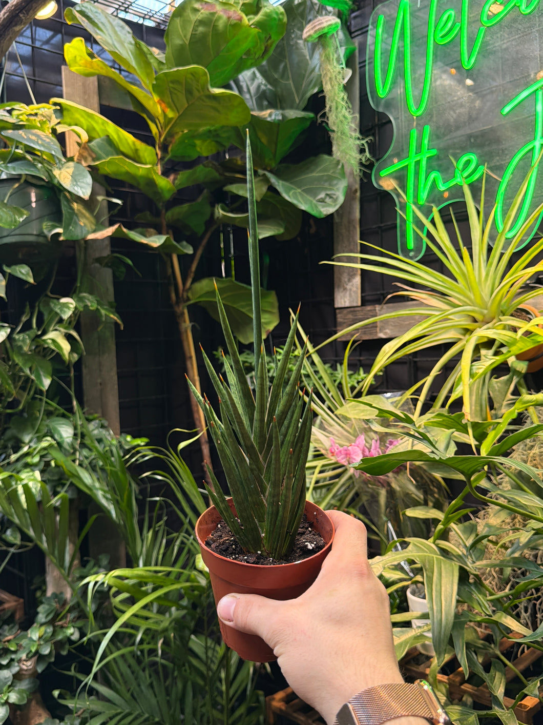 Sansevieria Francisii