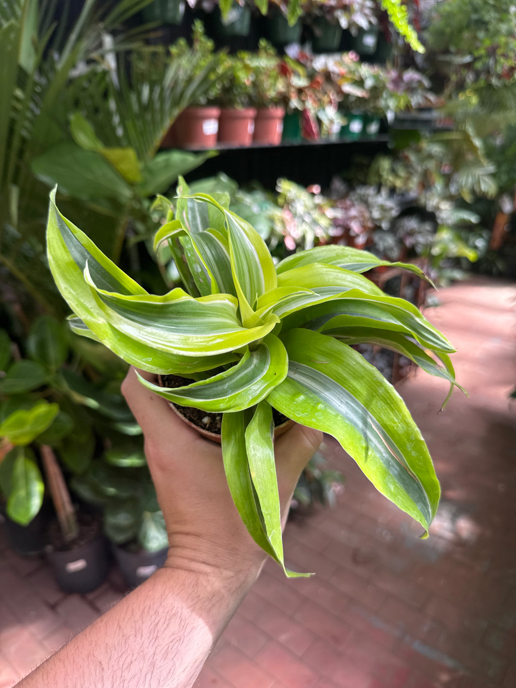 Dracaena 'Lemon Surprise'