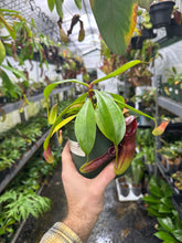 Nepenthes (ampullaria X mirabilis) X dubia (Large)