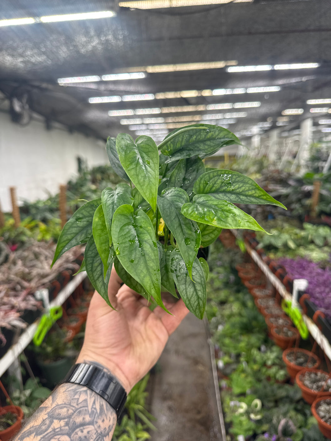 Monstera Siltepecana El Salvador